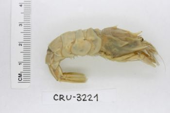 Media type: image;   Invertebrate Zoology CRU-3221 Description: Preserved specimen.;